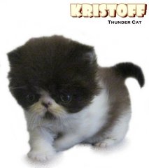 Kristoff (Exotic Longhair) - Exotic Shorthair Cat