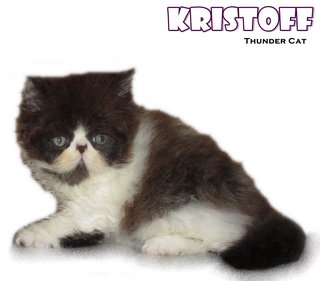 Kristoff (Exotic Longhair) - Exotic Shorthair Cat