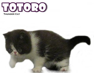 Totoro (Exotic Shorthair) - Exotic Shorthair Cat