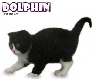 Dolphin (Scottish Fold) - Scottish Fold Cat