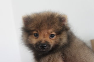 Red Sable Mini Pomeranian - Pomeranian Dog