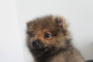 Red Sable Mini Pomeranian - Pomeranian Dog