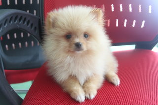 Adorable Mini Pomeranian Mf - Pomeranian Dog