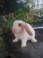 Tri Color Lop Rabbit  - Holland Lop Rabbit