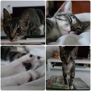 Olivia - Tabby Cat