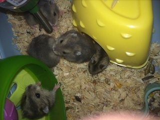 Dada - Short Dwarf Hamster + Common Hamster Hamster
