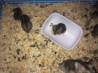 Dada - Short Dwarf Hamster + Common Hamster Hamster