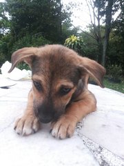 Ipoh - Fabs - Mixed Breed Dog