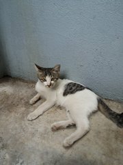 Kecik - Domestic Short Hair Cat
