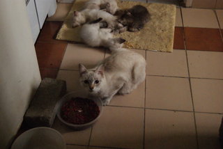 Pillow And 4 Kittens  - Burmilla + Domestic Long Hair Cat