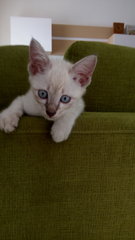 Male White Kitty #2