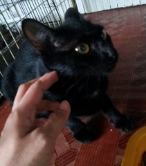 Black velvet Bombay kitty, Truffle.