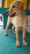 Sonya - Labrador Retriever Mix Dog