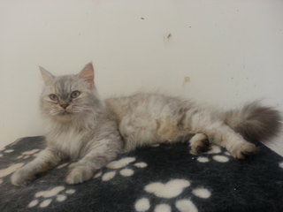 Semiflat Betina 10 Bulan - Persian Cat