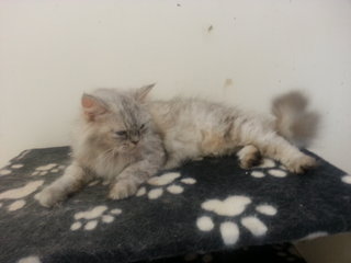 Semiflat Betina 10 Bulan - Persian Cat