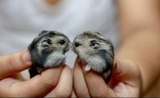 Cute Hamster - Short Dwarf Hamster + Chinese Hamster Hamster