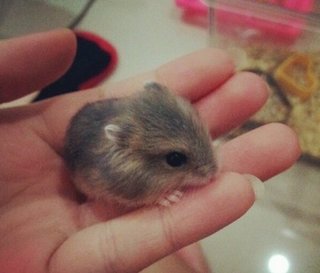 Cute Hamster - Short Dwarf Hamster + Chinese Hamster Hamster