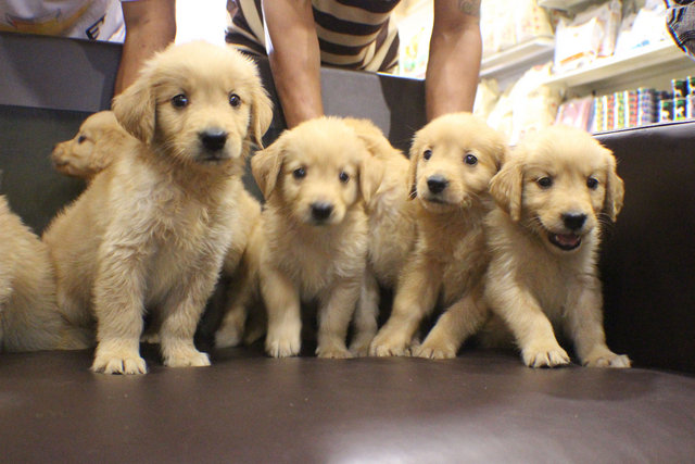 big golden retriever golden retriever puppy sold 1 month big bone golden retriever from subang jaya big golden retriever golden retriever puppy sold 1 month big bone golden retriever from subang jaya