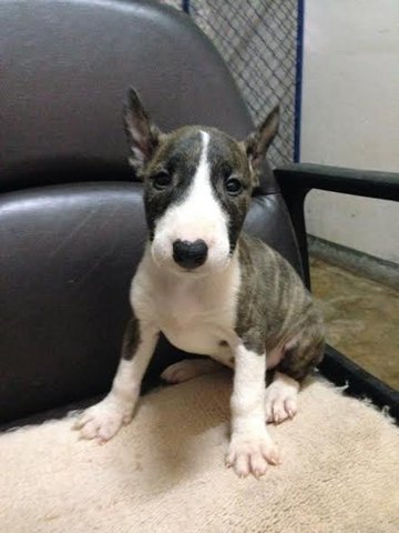 Miniature Bull Terrier - Bull Terrier Dog