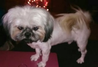 Nicodemus - Shih Tzu Dog