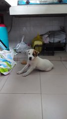 No Name Yet - Mixed Breed Dog