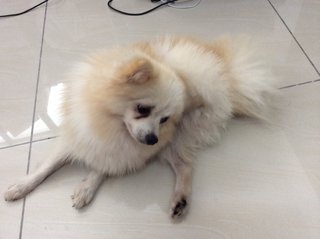 PF63173 - Pomeranian Dog
