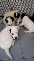 5 Mixed Breed Puppies Needs Home - Mixed Breed Dog