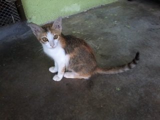 Kecik - Domestic Medium Hair Cat