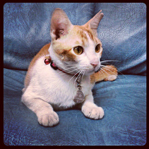 小金 (Xiu Kam / Emas / Goldie) - Domestic Short Hair Cat