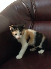 Calico, female. Has the biggest personality i have ever seen in a cat.