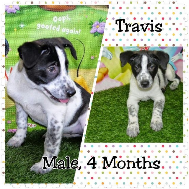 Travis - Mixed Breed Dog