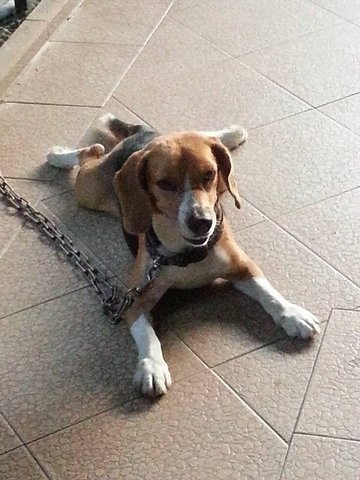 Scruffy - Beagle Dog