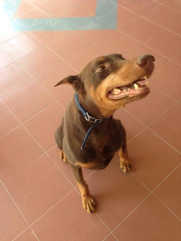 Cash - Doberman Pinscher Dog