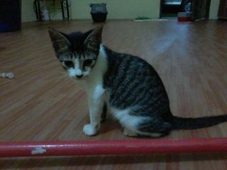 Dik Acer - Domestic Short Hair Cat