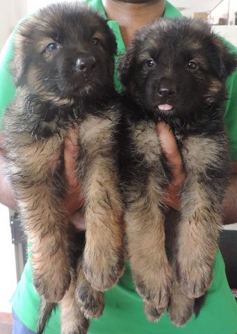 German Shepherd Puppies - German Shepherd Dog Dog