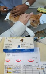Mr Big Purr's booster vaccination on 6 November 2014 at a cost of RM50