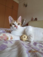 Mr Big Purr - Domestic Short Hair + Tabby Cat