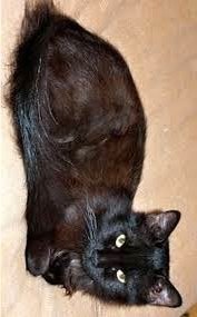 Black Beauty - Domestic Long Hair Cat