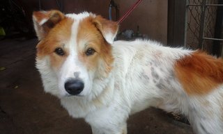 Junior - Retriever Mix Dog