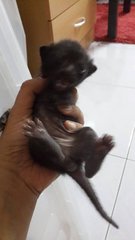 Miracle Five - Domestic Short Hair Cat