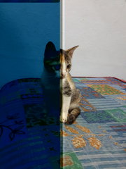 Xiu Fa (Pls Read Description) - Calico Cat
