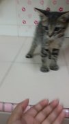 Harry - Domestic Short Hair Cat