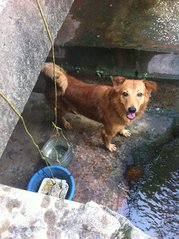 Trapped in the drain since he was a pup