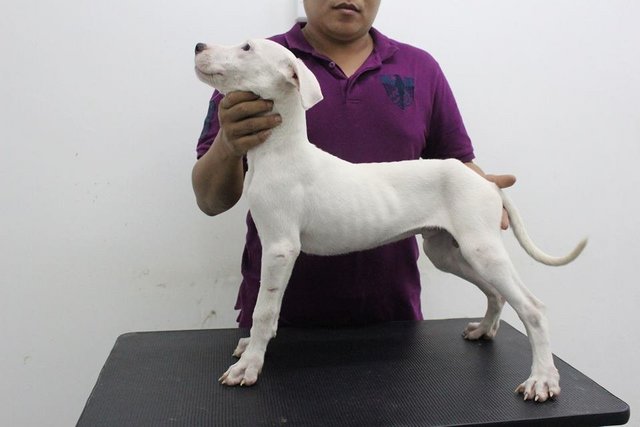 Excellent Quality Dogo Argentino - Dogo Argentino Dog