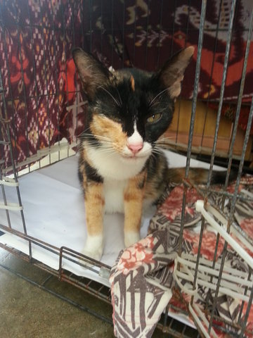 Calico - Domestic Short Hair Cat