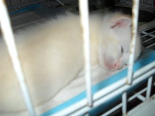 Whitty - Domestic Short Hair Cat