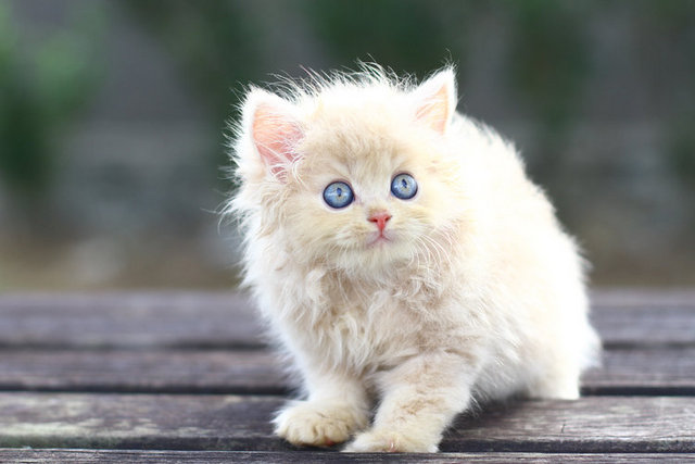 Eiichiro Fujiwara - Persian Cat