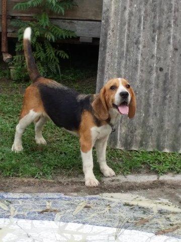 Yangyang  - Beagle Dog