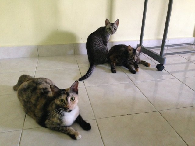 Jojo And Capuk - Domestic Short Hair Cat