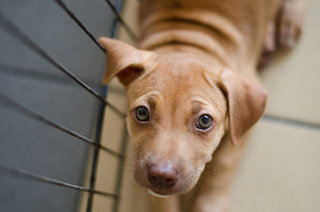 Unnamed - Mixed Breed Dog